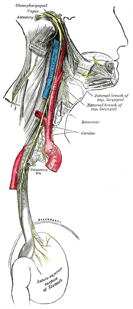 the vegus nerve